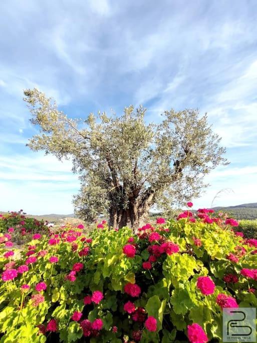 Casa Can Lluc Con Piscina, Jardin Y Vista Al Campo سانت ميكيل ذي بالان المظهر الخارجي الصورة